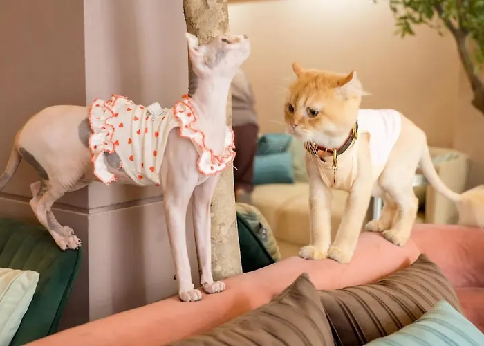 Pawtel 曼谷